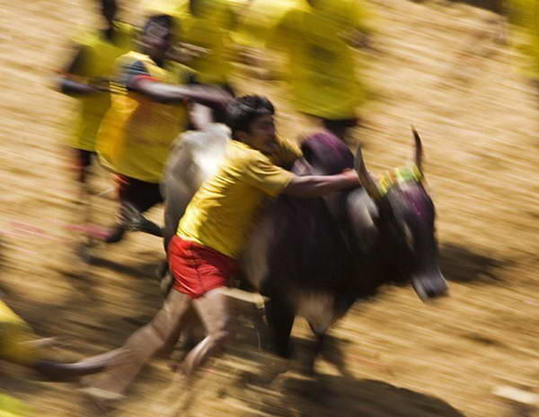 Jallikattu, Permainan Matador Ala India Yang Tak Kalah Sadisnya
