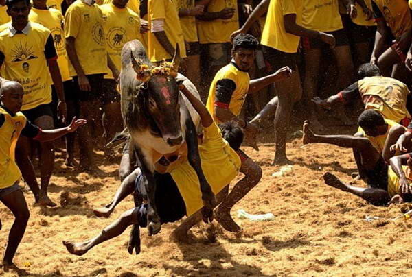 Jallikattu, Permainan Matador Ala India Yang Tak Kalah Sadisnya