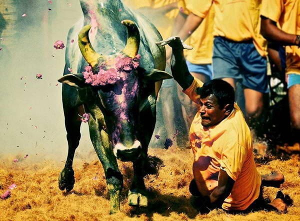 Jallikattu, Permainan Matador Ala India Yang Tak Kalah Sadisnya