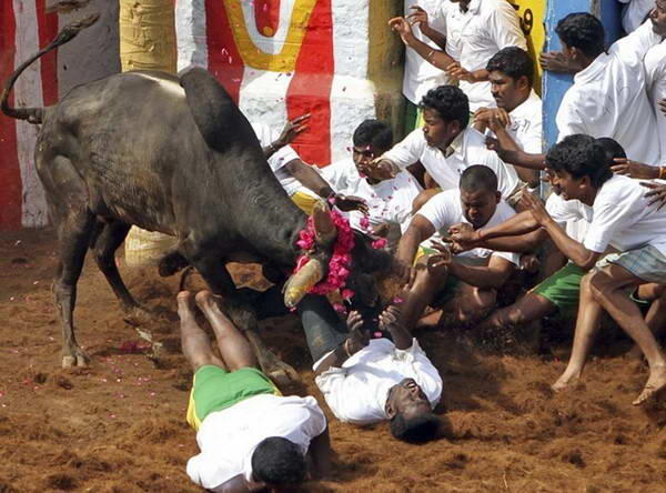 Jallikattu, Permainan Matador Ala India Yang Tak Kalah Sadisnya