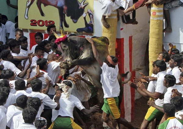 Jallikattu, Permainan Matador Ala India Yang Tak Kalah Sadisnya