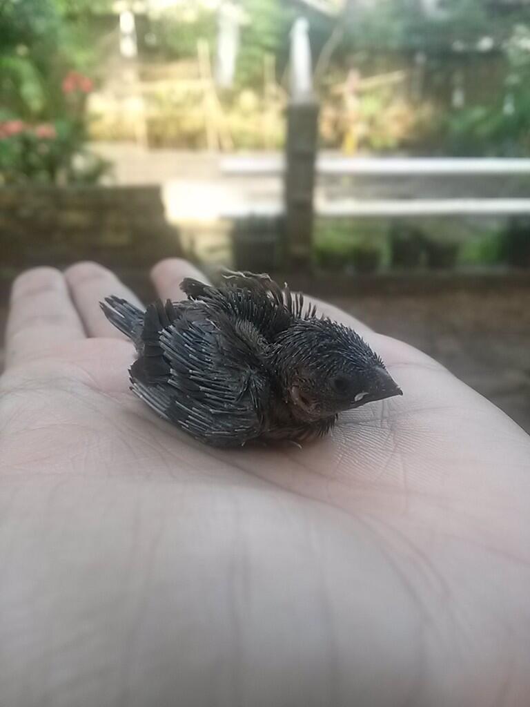 Gan.. Ane baru nemu burung gan..