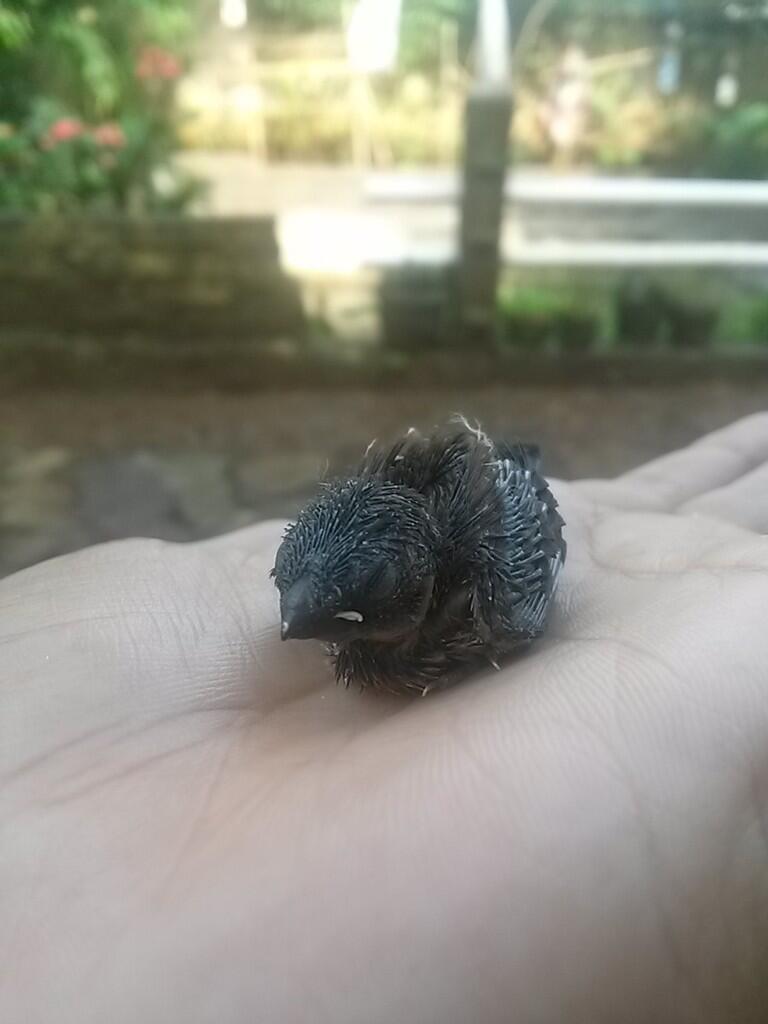 Gan.. Ane baru nemu burung gan..