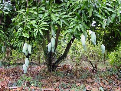 Pohon-Pohon Yang Mendatangkan Kebersamaan