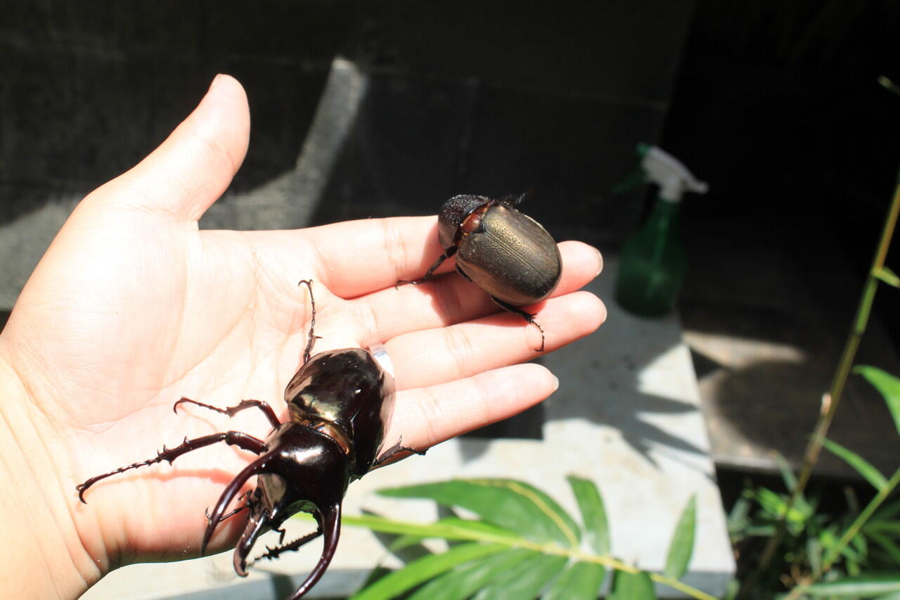 Terjual Jual segala jenis kumbang dan Perlengkapannya KASKUS