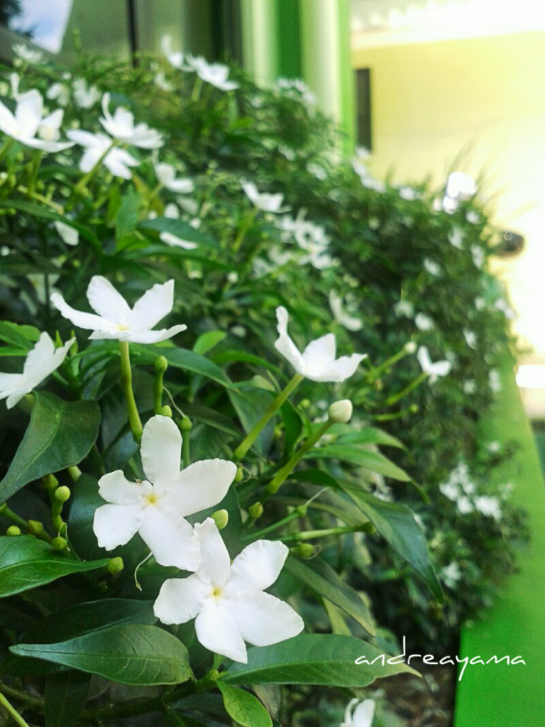 FOTO OBJEK PAKE HAPE? SIAPA TAKUT!