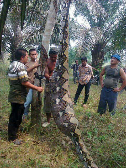 Ular Makan Babi di Kebun Sawit, Real Pict nih gan, CEKIDOT.