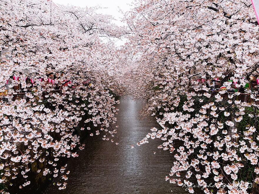 &#91;April 2014&#93;~Yuk intip Indahnya Bunga Sakura Musim Semi ini di Jepang~