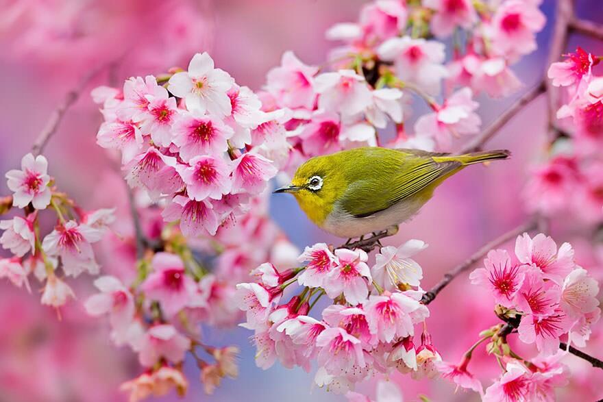 &#91;April 2014&#93;~Yuk intip Indahnya Bunga Sakura Musim Semi ini di Jepang~