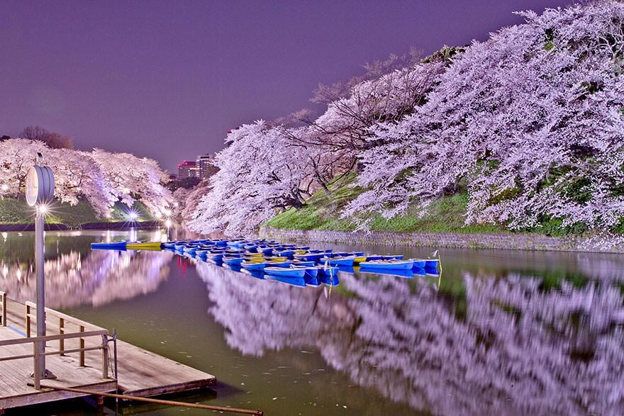&#91;April 2014&#93;~Yuk intip Indahnya Bunga Sakura Musim Semi ini di Jepang~