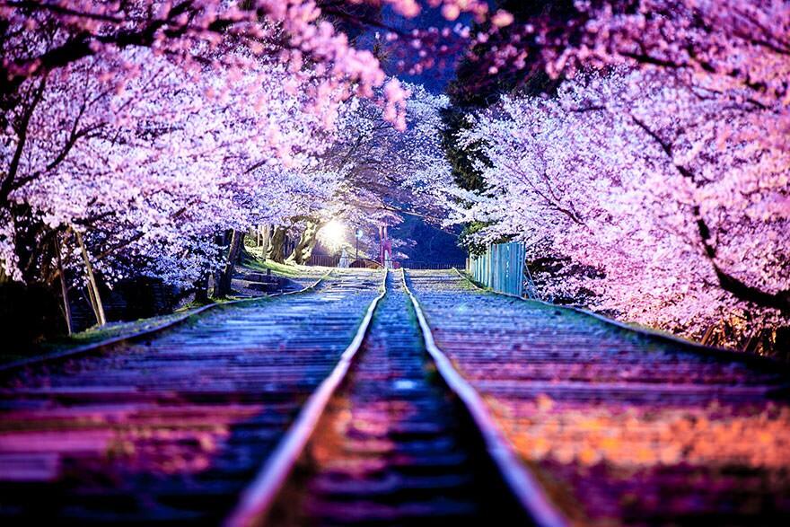 &#91;April 2014&#93;~Yuk intip Indahnya Bunga Sakura Musim Semi ini di Jepang~