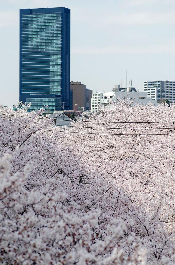 &#91;April 2014&#93;~Yuk intip Indahnya Bunga Sakura Musim Semi ini di Jepang~