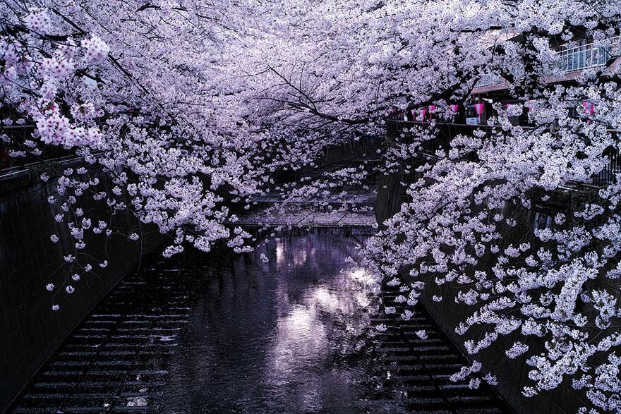 &#91;April 2014&#93;~Yuk intip Indahnya Bunga Sakura Musim Semi ini di Jepang~