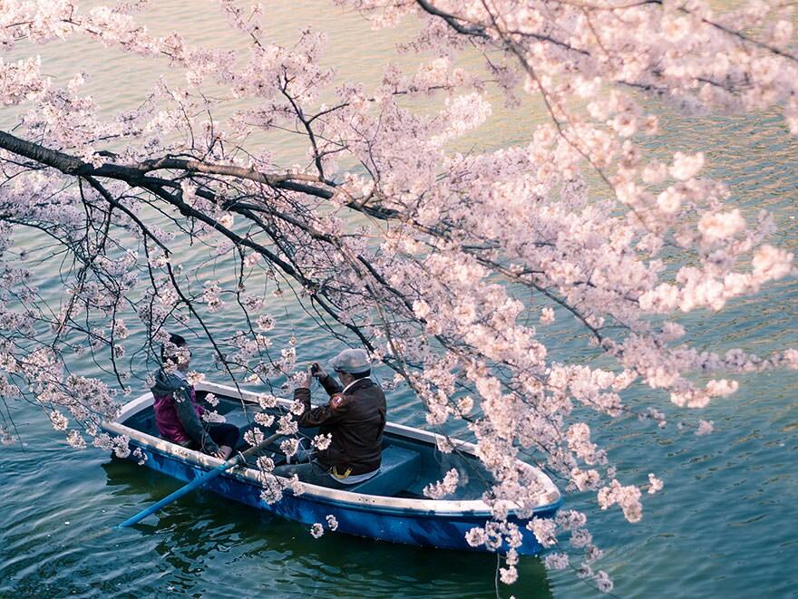 &#91;April 2014&#93;~Yuk intip Indahnya Bunga Sakura Musim Semi ini di Jepang~