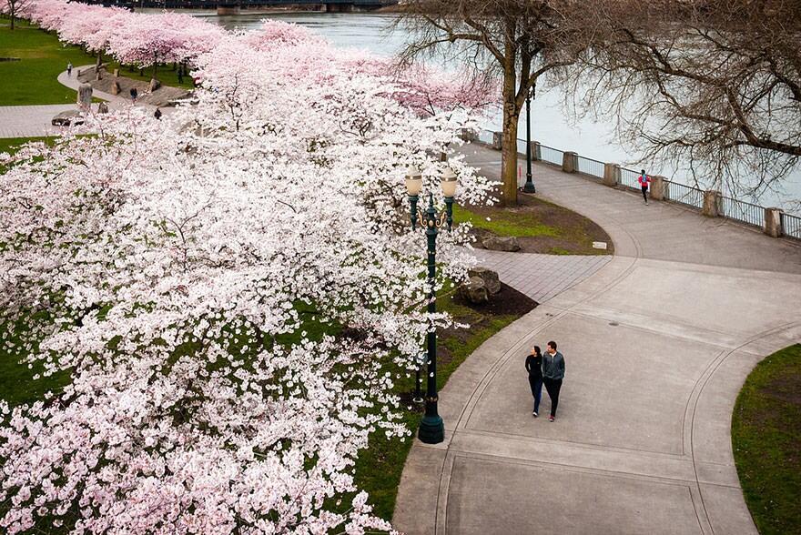 &#91;April 2014&#93;~Yuk intip Indahnya Bunga Sakura Musim Semi ini di Jepang~