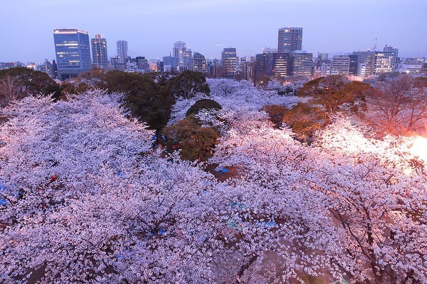 &#91;April 2014&#93;~Yuk intip Indahnya Bunga Sakura Musim Semi ini di Jepang~