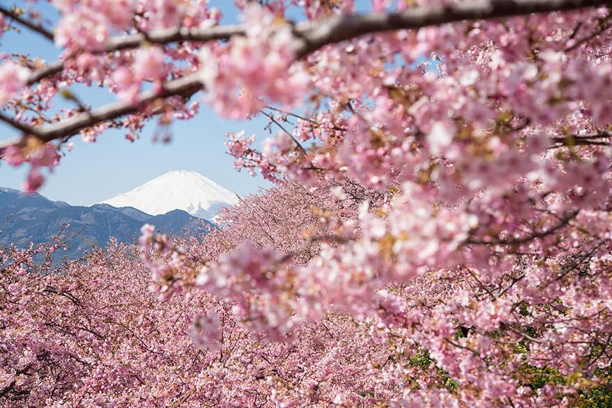 &#91;April 2014&#93;~Yuk intip Indahnya Bunga Sakura Musim Semi ini di Jepang~