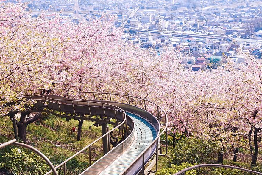 &#91;April 2014&#93;~Yuk intip Indahnya Bunga Sakura Musim Semi ini di Jepang~