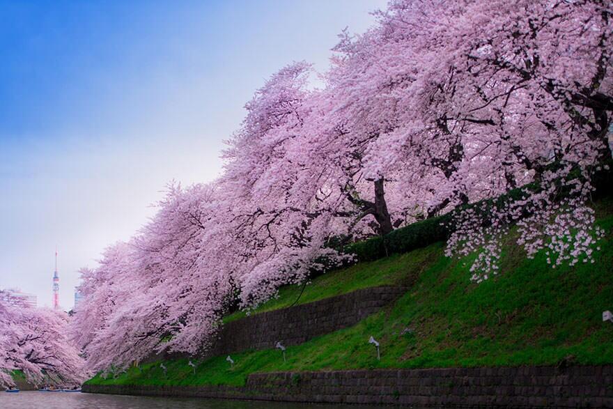 &#91;April 2014&#93;~Yuk intip Indahnya Bunga Sakura Musim Semi ini di Jepang~