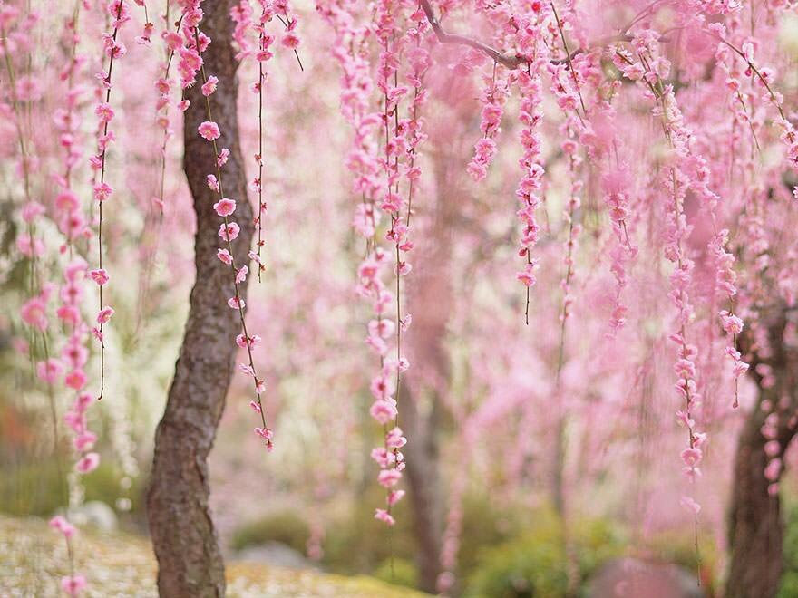 &#91;April 2014&#93;~Yuk intip Indahnya Bunga Sakura Musim Semi ini di Jepang~