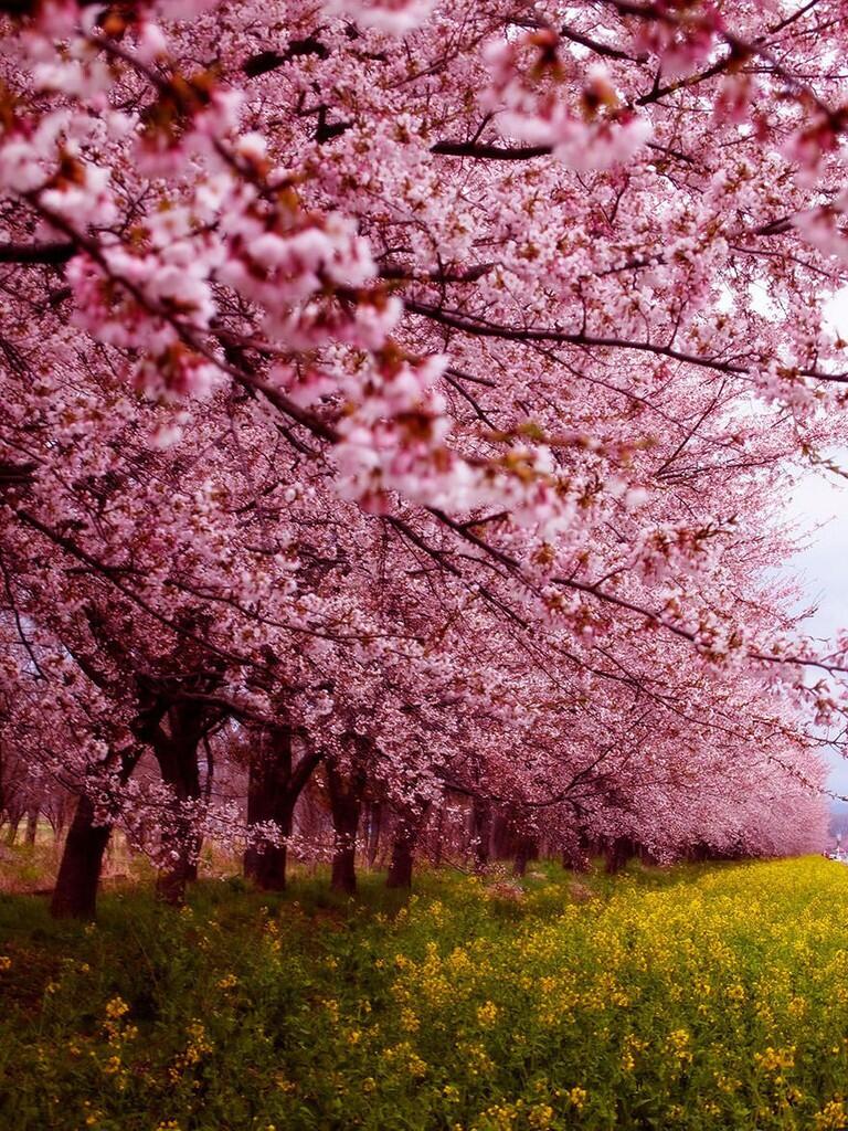 &#91;April 2014&#93;~Yuk intip Indahnya Bunga Sakura Musim Semi ini di Jepang~