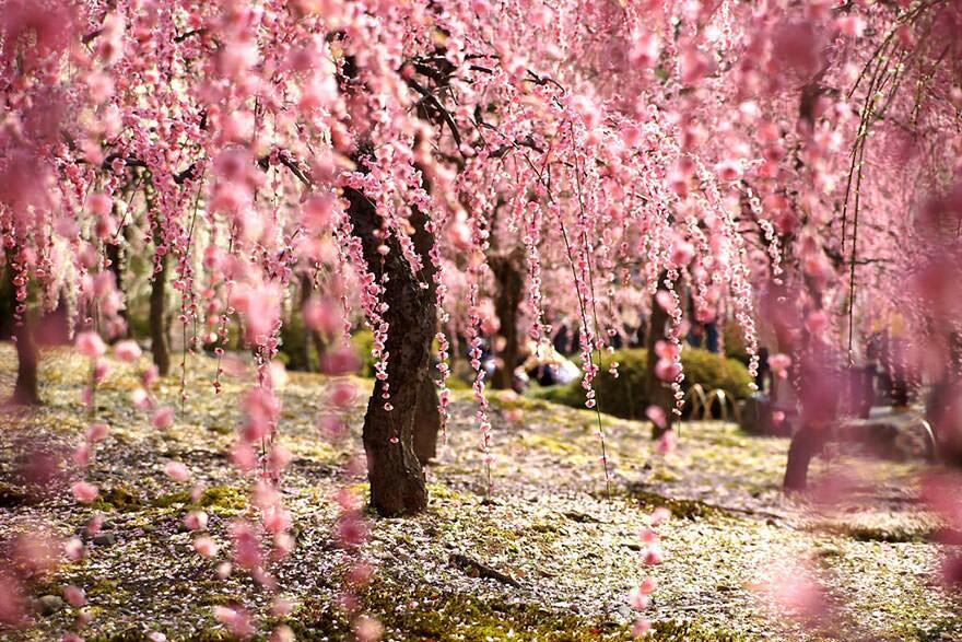 &#91;April 2014&#93;~Yuk intip Indahnya Bunga Sakura Musim Semi ini di Jepang~