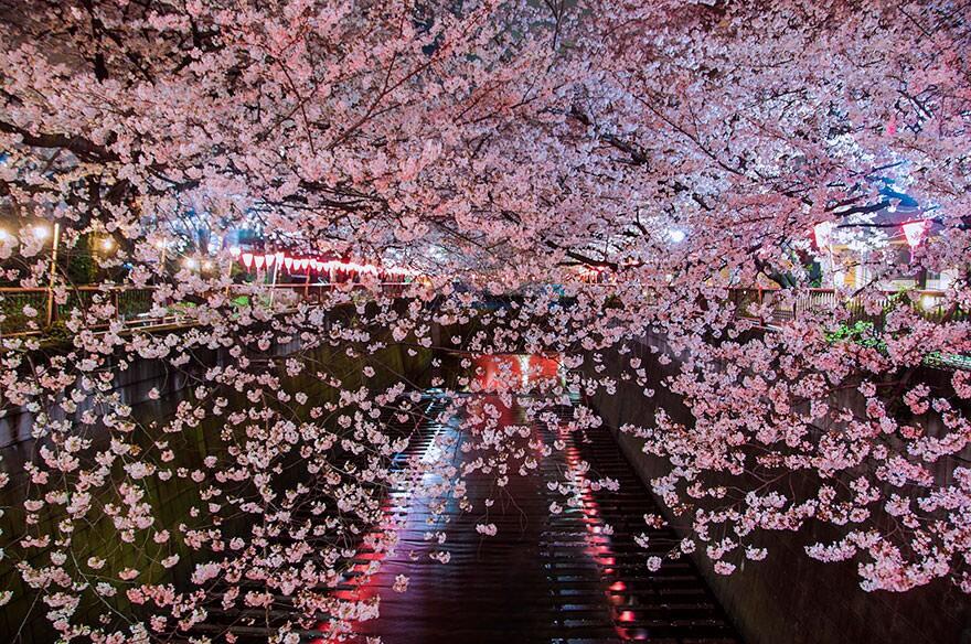 &#91;April 2014&#93;~Yuk intip Indahnya Bunga Sakura Musim Semi ini di Jepang~
