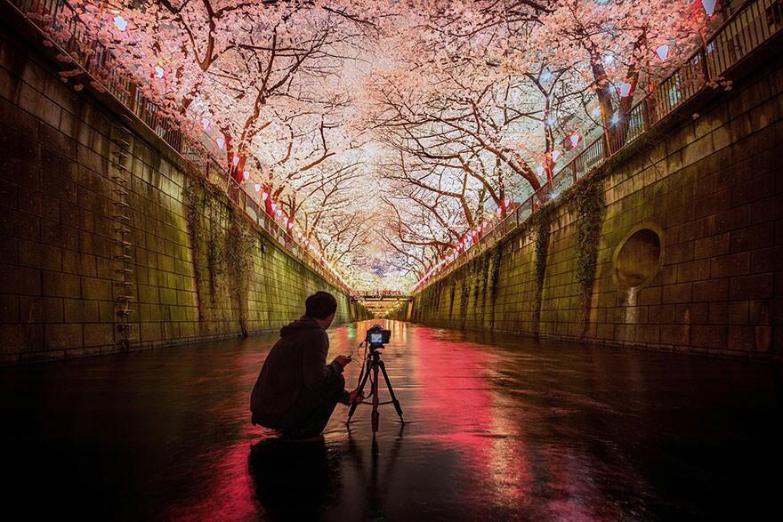&#91;April 2014&#93;~Yuk intip Indahnya Bunga Sakura Musim Semi ini di Jepang~