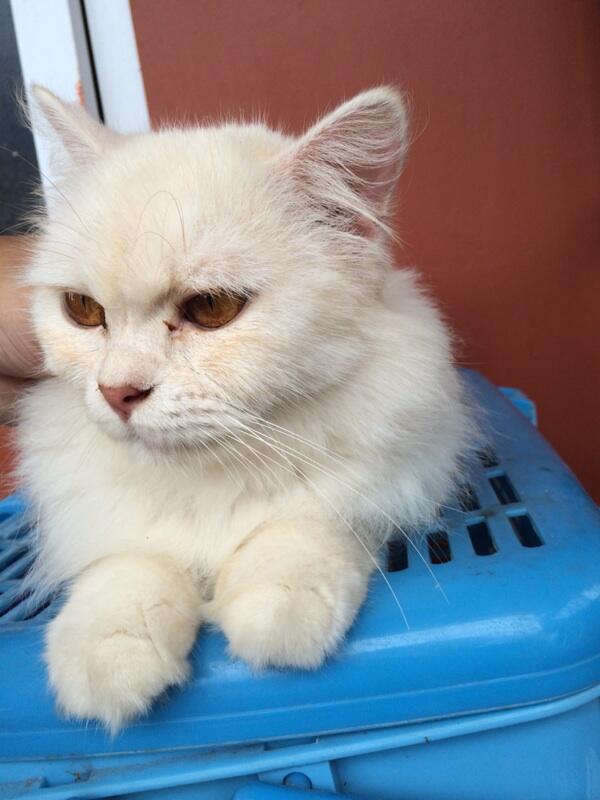 kucing: Harga Kucing Anggora Dan Persia