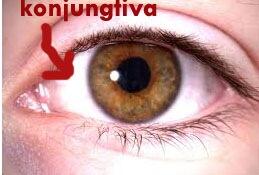 STRUKTUR MATA