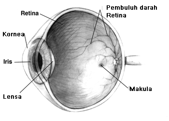 STRUKTUR MATA