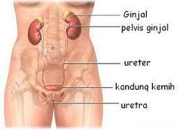 cairan ini akan bahaya kalau tidak di keluarkan pada Mr.P Mrs.V...BB++