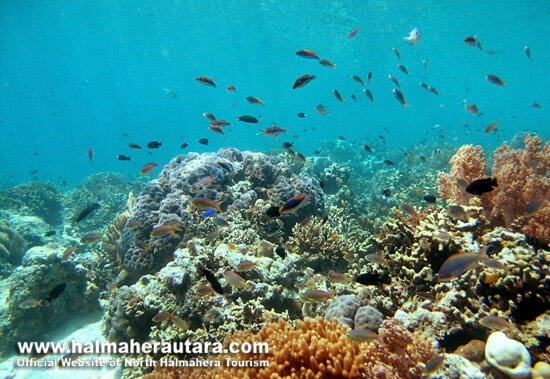 DARIPADA KELUAR NEGERI, ENTE DATANG KESINI AJA !!! (MALUKU UTARA)