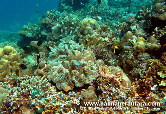 DARIPADA KELUAR NEGERI, ENTE DATANG KESINI AJA !!! (MALUKU UTARA)