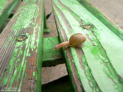 Siput Yang Ber-akal.