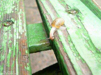 Siput Yang Ber-akal.