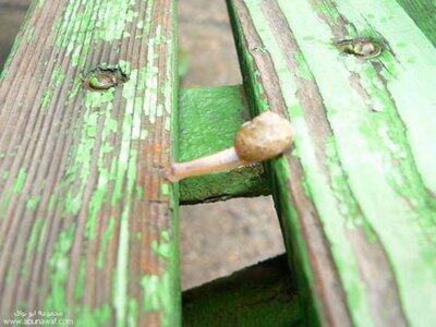 Siput Yang Ber-akal.