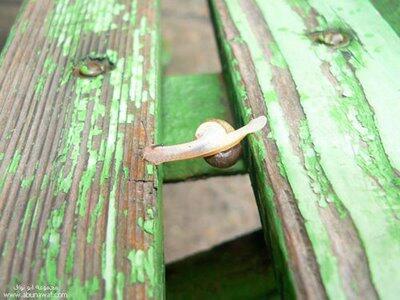 Siput Yang Ber-akal.
