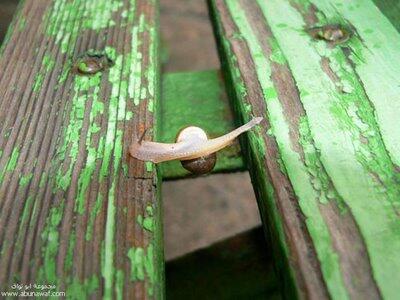 Siput Yang Ber-akal.