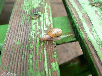 Siput Yang Ber-akal.