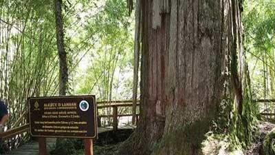 10 Pohon Tertua Di Dunia