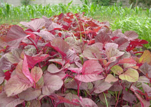 Buah dan Sayur dengan Warna Anti Mainstream 