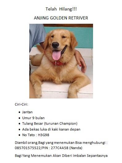 need help! anjing di curi!