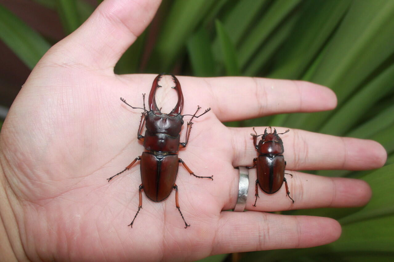 Terjual Jual segala jenis kumbang dan Perlengkapannya KASKUS