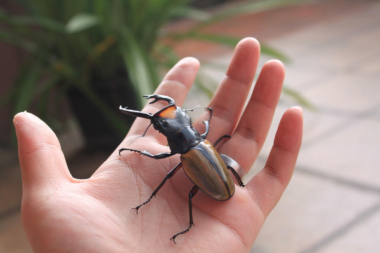 Terjual Jual segala jenis kumbang dan Perlengkapannya KASKUS