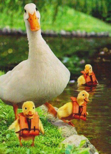 Ngajarin Bebek Berenang