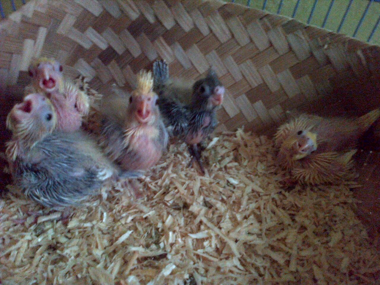 Terjual jual cockatiel falk parkit australia lovebird 