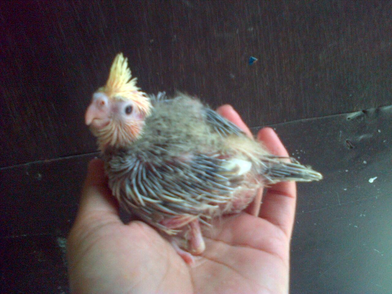 Terjual jual cockatiel falk parkit australia lovebird 