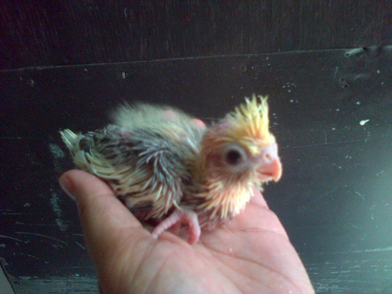 Terjual jual cockatiel falk parkit australia lovebird 