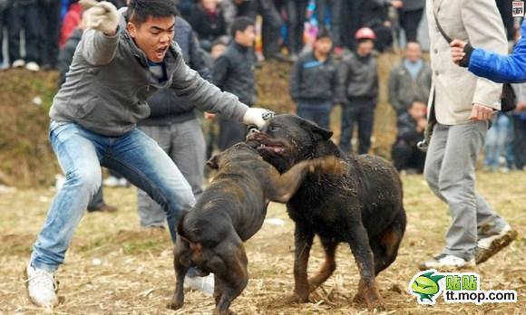 &#91;MIRIS&#93; KLO DI INDONESI SABUNG AYAM DI CINA ADU ANJING GAN (NO SARA)